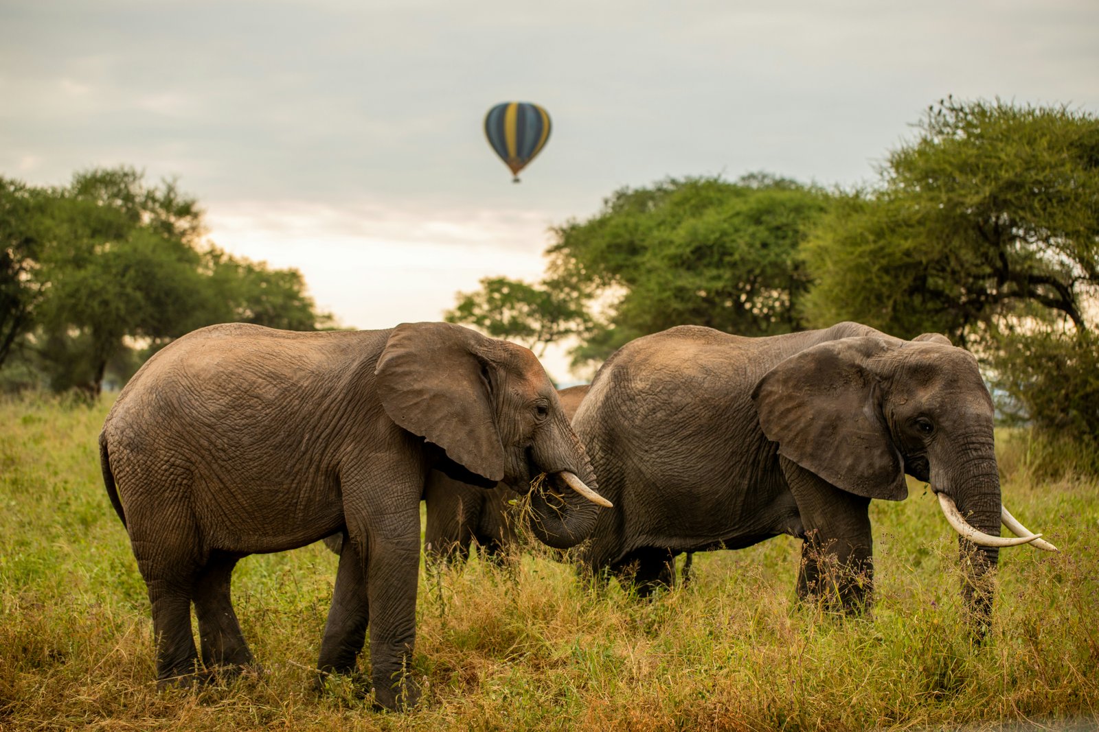 Tarangire